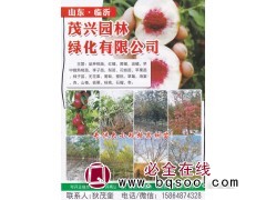 专供大小规格果树苗 桃树苗 桃苗批发 茂兴园林绿化有限公司图1