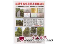 1-20公分大叶女贞树 盐城大叶女贞价格表 盐城丰奕生态苗木图1