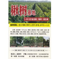 金丝楸1-30公分、楸树、速生楸 商水县鑫楸苗木专业合作社