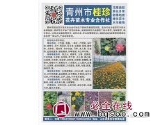 花雕造型 草花月季 宿根地被 青州市桂珍花卉苗木专业合作社图1