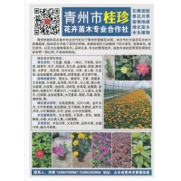 花雕造型 草花月季 宿根地被 青州市桂珍花卉苗木专业合作社