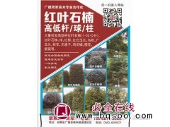 1-20公分红叶石楠 大量红叶石楠球 广德周军苗木合作社图1