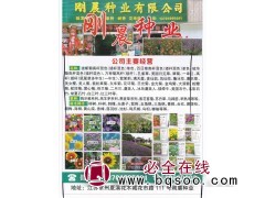 林木种子批发 江苏榉树种子批发 榉树精品种子 常州刚晨种业图1