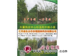 大量供应中山杉当年扦插小苗 东台市杉缘园林科技有限公司图1