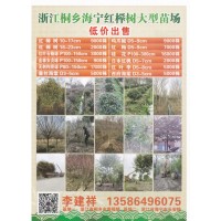 无刺勾骨球P60-100cm 2万株 浙江省红榉树大型苗木场