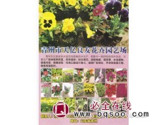 百日草批发 山东百日草基地 花海设计 天亿良友花卉园艺场图1