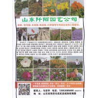 山东阡陌园艺承接牡丹园、木瓜园、梅花园、百草园等花海工程建设