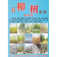 500亩柳树基地 济南柳树专供 柳树价格 赵明栋 柳树批发