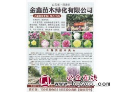 大量批发零售:牡丹/芍药 金鑫苗木绿化有限公司 山东苗木基地图1