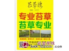专业苔草 苔草施工铺装 苔草湾 北京格润园艺有限公司图1