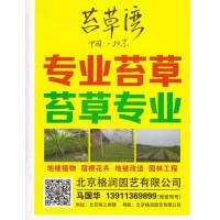 专业苔草 苔草施工铺装 苔草湾 北京格润园艺有限公司