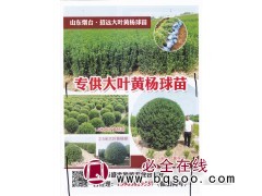 0.5-2.5米大叶黄杨球 招远黄杨球 盛世种植专业合作社图1