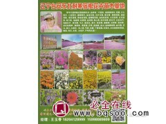 各色福禄考花苗批发 耐寒福禄考 宿根花卉苗木基地 城美花卉图1