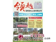 20公分以上大规格法桐大量供应 领越园林绿化工程有限公司图1