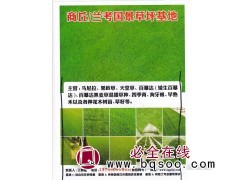 百慕达黑麦草混播草种、四季青、狗牙根、兰考国景草坪基地图1
