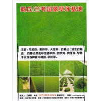 百慕达黑麦草混播草种、四季青、狗牙根、兰考国景草坪基地