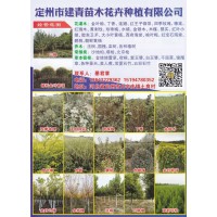 定州市建青苗木花卉种植有限公司 金叶榆 金叶榆小苗 金叶榆