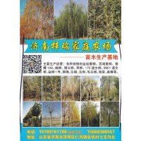 各种规格的金丝垂柳、西湖垂柳 济南梓瑞家庭农场苗木生产基地