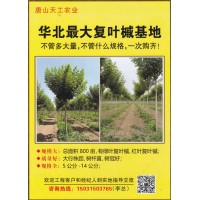 华北最大复叶槭基地 唐山市乐亭县天工农业 800亩复叶槭