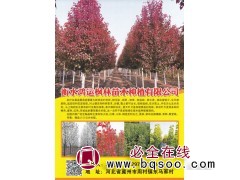 衡水鸿运枫林苗木种植有限公司 彩叶豆梨基地 彩叶豆梨苗图1