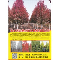 衡水鸿运枫林苗木种植有限公司 彩叶豆梨基地 彩叶豆梨苗