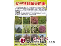 辽宁铁岭市新顺天苗圃主营1-8米高云杉树 东北云杉基地 云杉图1