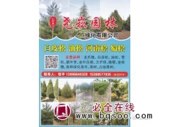 山西临汾尧崧园林主营：白皮松，山西油松，华山松图1