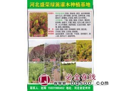 龙柏钵苗 洒金柏苗批发 龙柏钵苗大量 盛荣绿篱灌木种植基地图1