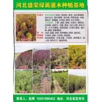 龙柏钵苗 洒金柏苗批发 龙柏钵苗大量 盛荣绿篱灌木种植基地