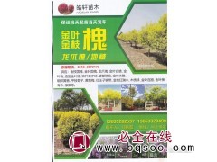 河北皓轩苗木 河北金叶槐 金枝槐基地 龙爪槐造型树价格表图1