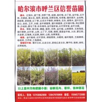 东北红瑞木大量批发 红瑞木小苗 红瑞木 哈尔滨市信誉苗圃