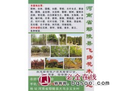 河南鄢陵飞扬花木基地 栾树 南栾 北栾 河南栾树价格表图1