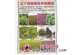 鞍山台安仙境花木培植园 宿根花卉基地 鞍山花卉基地 草花图1