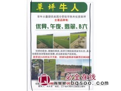 常年大量提供美国冷季型早熟禾优质草坪 草坪牛人图1