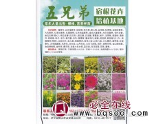 五兄弟宿根花卉培植基地 丛生福禄考 各色福禄考苗 宿根花卉图1