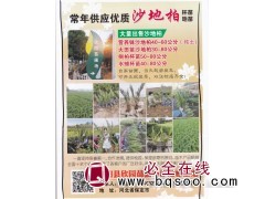 常年供应优质沙地柏杯苗/地苗；场沙地柏基地 河北沙地柏图1