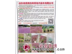青州绿化苗木|水生植物盆栽苗|时令草花|青州市尚青花卉苗木图1