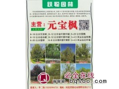 8-18公分元宝枫 河北跃聪园林 河北元宝枫基地 元宝枫图1