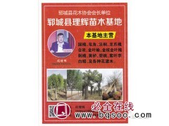 郓城县理辉苗木基地 国槐树 山东国槐价格表 国槐行道树造型树图1