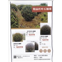 经营冠幅1.5-1.8米精品红叶石楠球 日照红叶石楠球基地