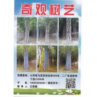 沁水县奇观树艺技术有限公司 中国结造型树 造型白蜡树