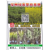 深州绿篱繁育基地大量供应胶东卫矛、金叶女贞、小叶黄杨