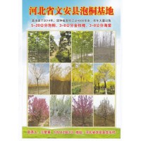 5-20公分泡桐  河北省文安县泡桐基地 河北泡桐苗价格表