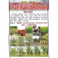 红叶石楠球 0.5-3.5米红叶石楠球 江苏陈建春苗木种植场