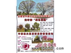 光叶榉绿色花瓶树，安徽易木源生态农业 光叶榉大树价格表图1