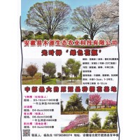 光叶榉绿色花瓶树，安徽易木源生态农业 光叶榉大树价格表