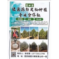 蓝田县绿鑫源白皮松种植专业合作社 1-6米白皮松价格表