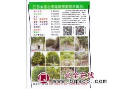 大叶女贞树 东台南燕苗圃 东台女贞 2-24公分大叶女贞图1