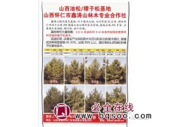 山西油松/樟子松基地 怀仁市鑫涛山林木专业合作社 油松图1
