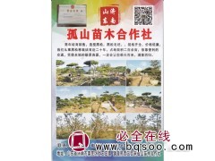 孤山苗木合作社 专营各种造型黑松 黑松毛坯树 济南黑松价格表图1